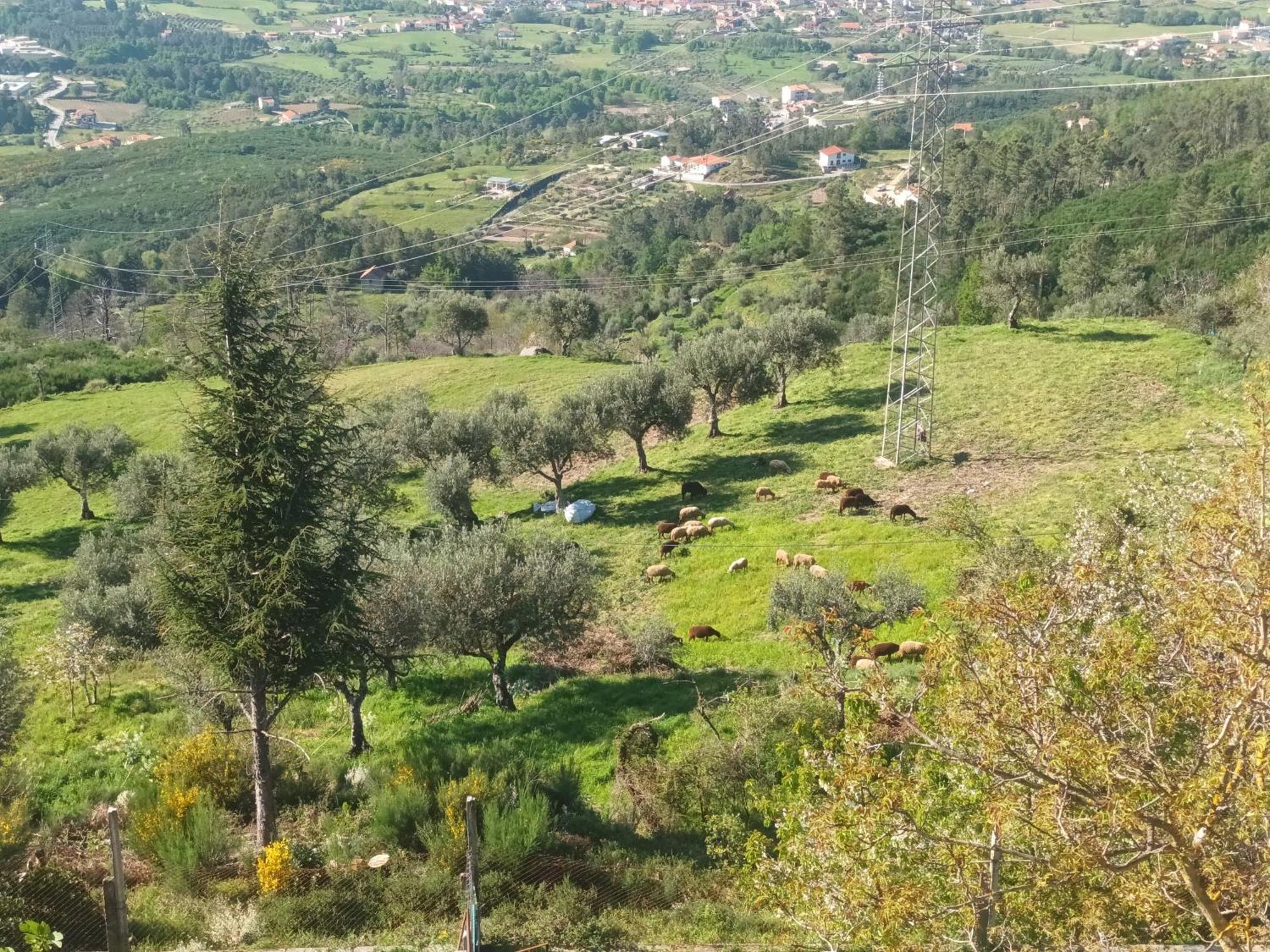 Apartament Casas Do Castelo Aldeia da Serra  Zewnętrze zdjęcie